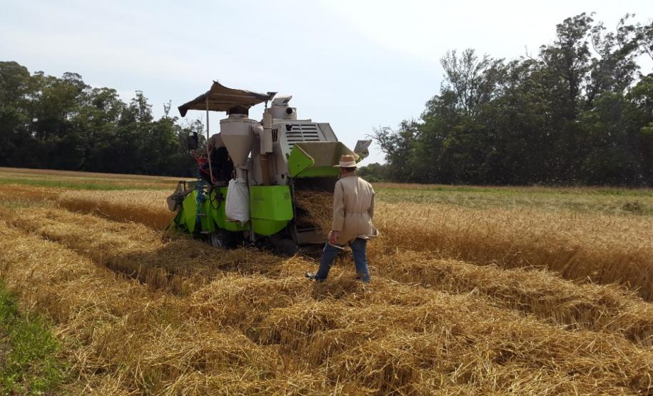 Rotação de Culturas em Sistema Plantio Direto