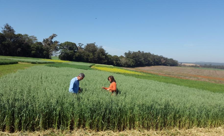 Rotação de Culturas em Sistema Plantio Direto