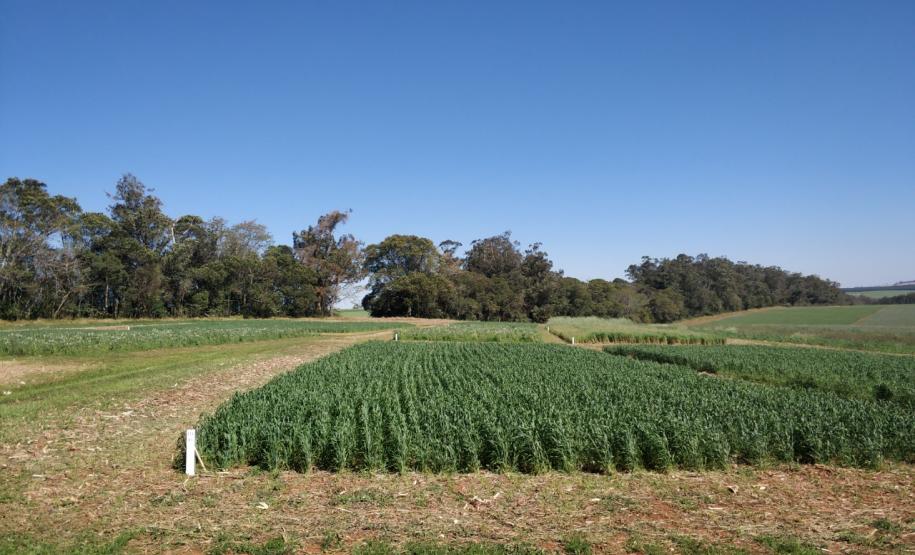 Rotação de Culturas em Sistema Plantio Direto
