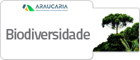diversidade
