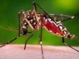 Aedes