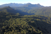Mata atlântica