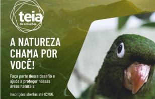 Teia