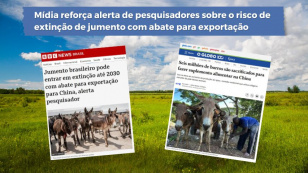 Colágeno jumento
