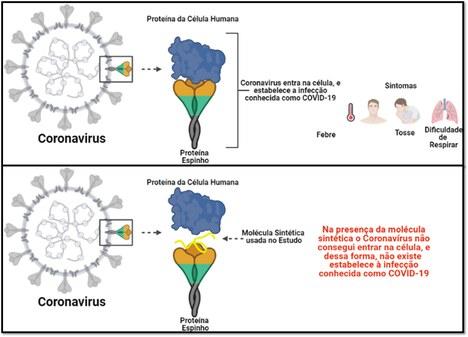 Molécula sintética pode inibir a progressão da COVID-19