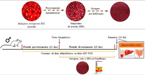Imagem 1: Influência do consumo do subproduto de acerola e do medicamento fenofibrato