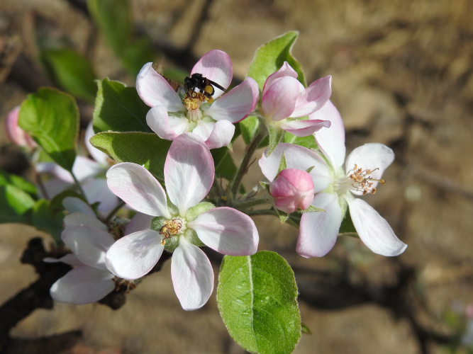 Programa SinBiose - CNPq,
