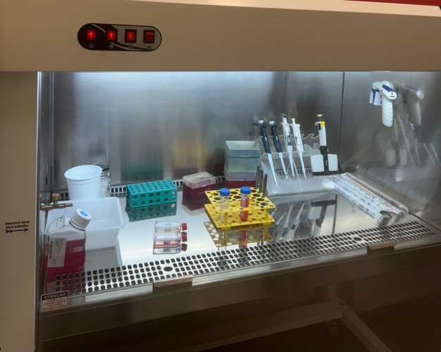 Pesquisa própolis no tratamento de câncer