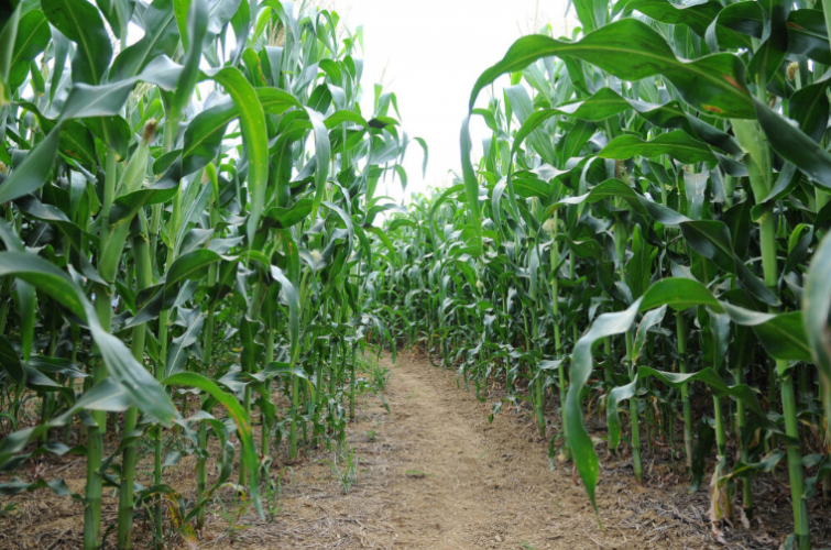 Pesquisa agrotóxicos UFPR