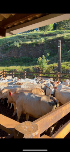 Purunã Genômica
