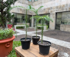 Bonsai