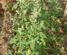 quinoa