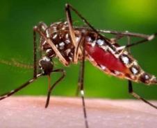 zika