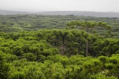 floresta