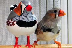 aves