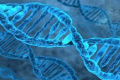 genetica