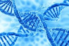 genetica