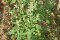 quinoa