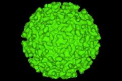 virus