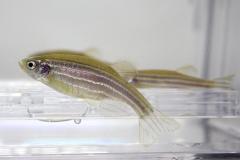 peixe