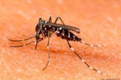 dengue