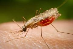 malaria