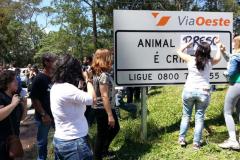animais