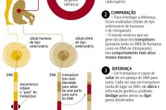 evolução