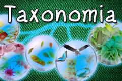 taxonomia