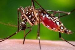 zika