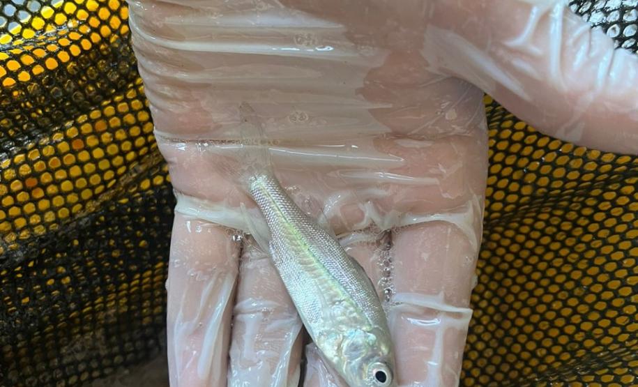 robalo
