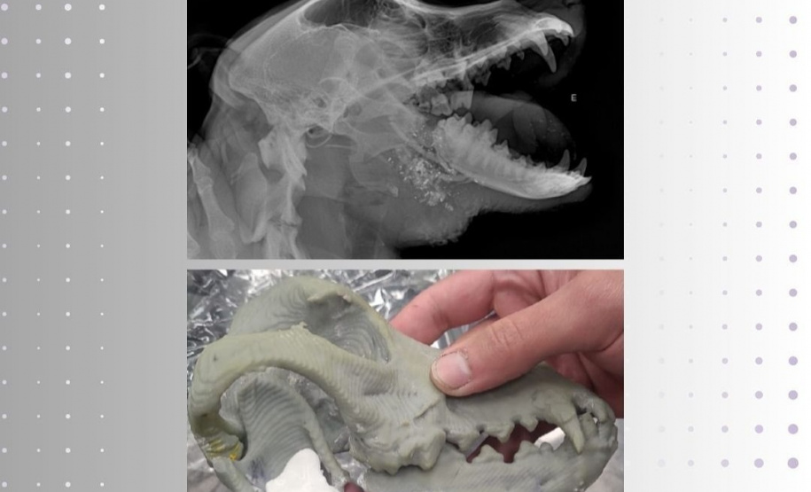 ORTHO