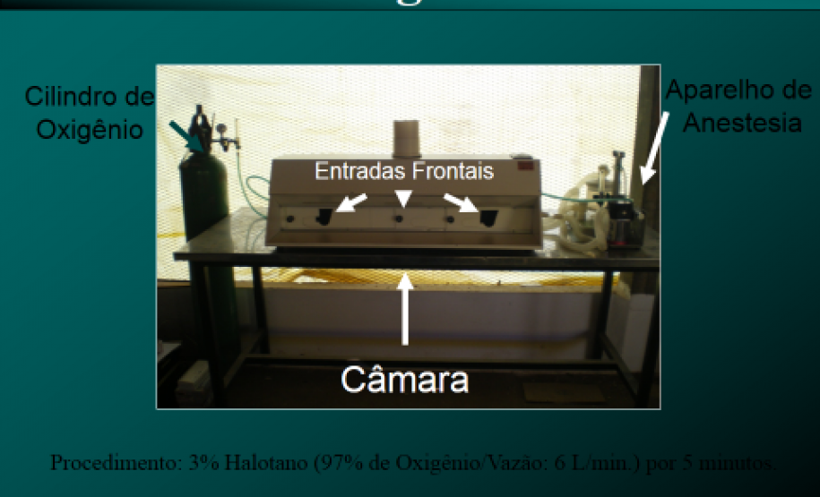 patente frangos Projeto