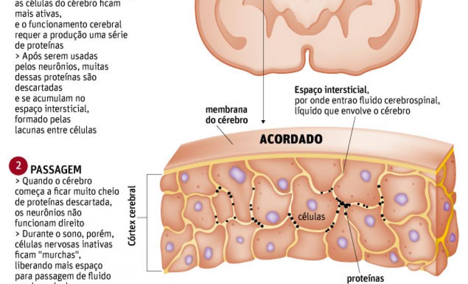 cerebro cerebro