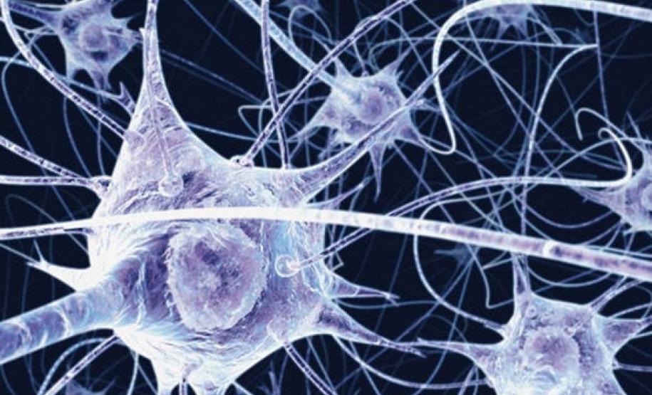neurônio neurônio