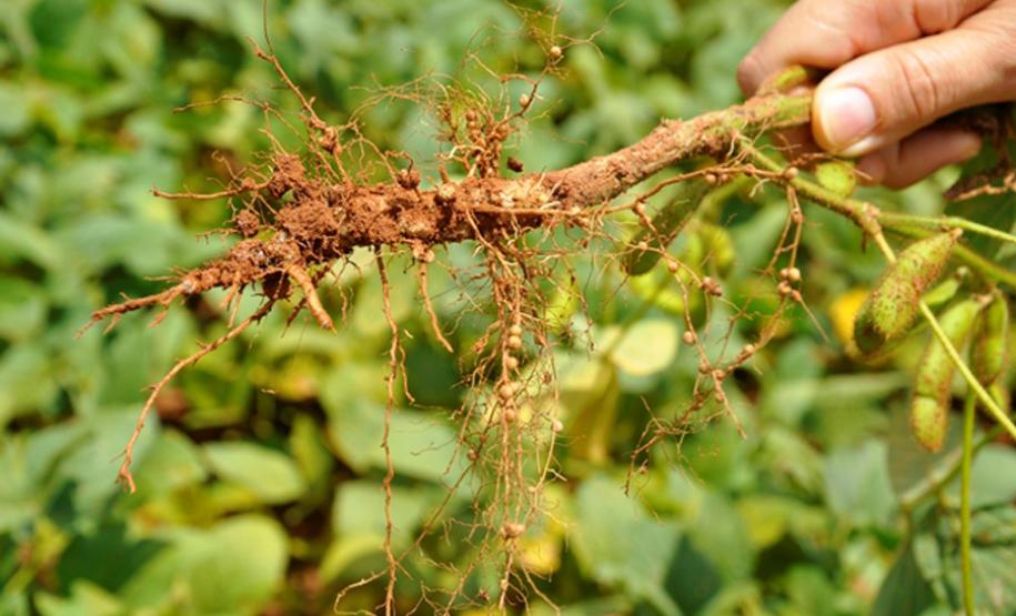 nitrogenio nitrogenio